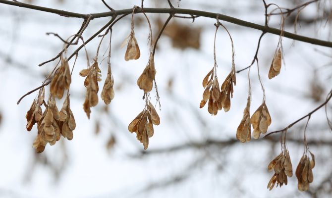 Туляков могут оштрафовать на 700 тысяч рублей за дерево на участке