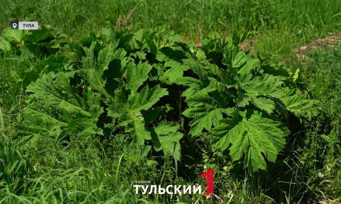 В Туле измерили "захваченную" борщевиком территорию