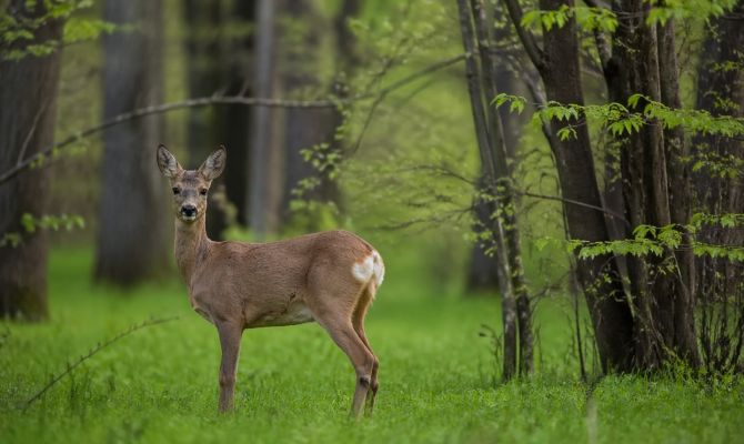 В Тульской области специалисты помогают диким животным восстановиться после холодов