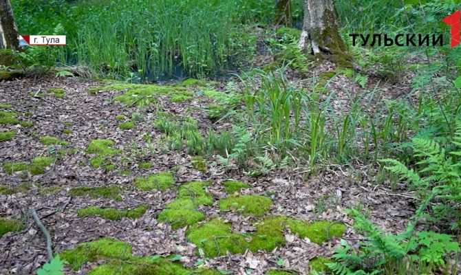 Дикие животные и краснокнижные растения: как увидеть парк первозданной природы под Тулой 