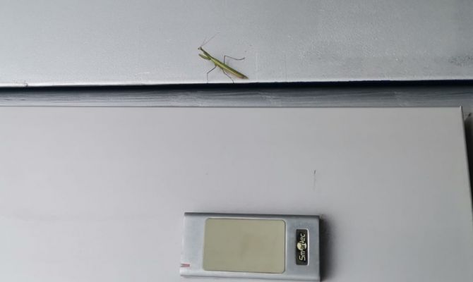 В центре Тулы заметили богомолов