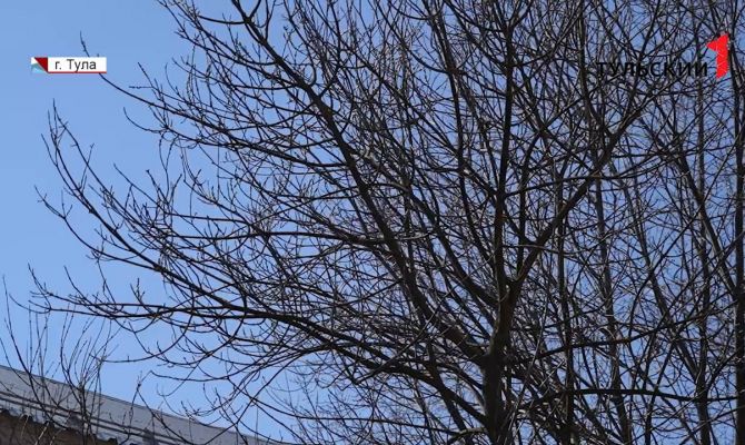 Как тулякам добиться кронирования деревьев во дворе своего дома