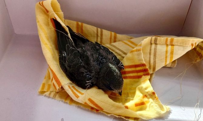В Туле из-за аномальной жары стрижата начали массово выпадать из гнезд