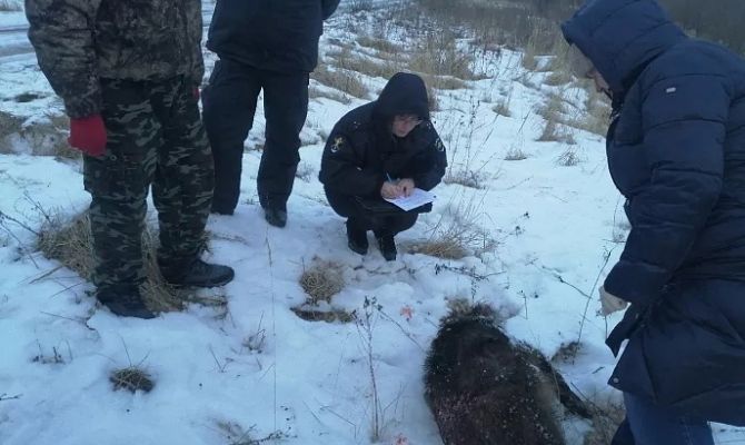 Трое туляков подозреваются в незаконной охоте на кабанов