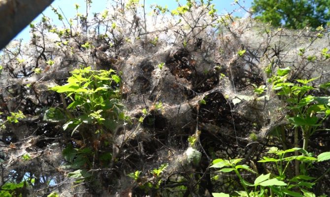 В Туле деревья накрыла густая паутина