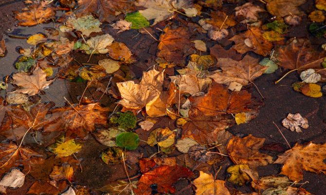 Осень в Тульской области за полвека сильно потеплела