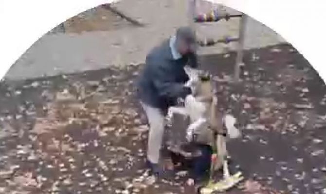 В Большой Туле возбудили уголовное дело после нападения бездомной собаки на ребенка