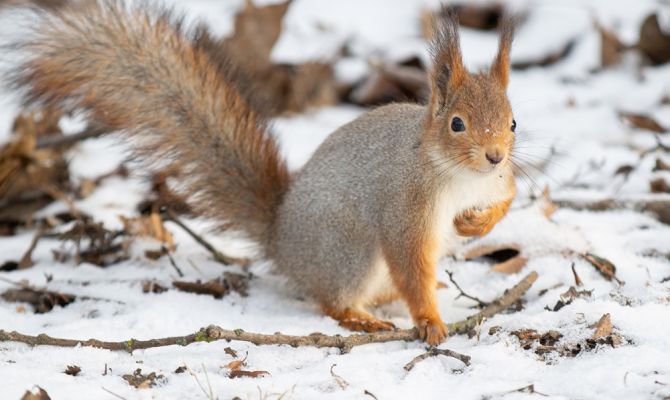 2 января в Туле будет снегопад и гололедица