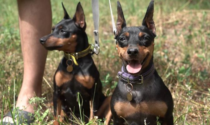 Кинолог с 30-летним стажем поделился секретами воспитания собак-чемпионов