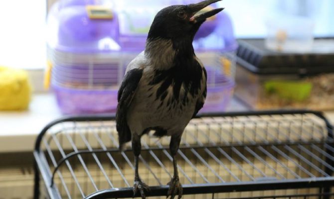 В Туле ворону смогли сделать дрессированной