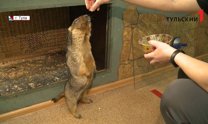 День сурка: какую погоду этой весной животные предсказывают тулякам