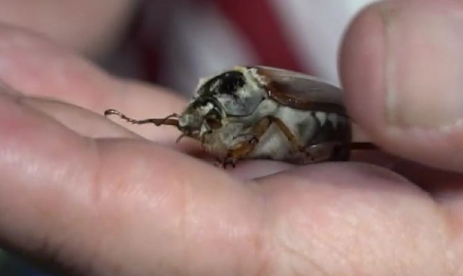 Аномалия или норма: энтомолог рассказал, куда пропали майские жуки