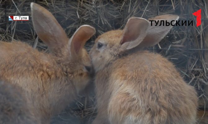 Туляки могут взять под опеку животных из зооуголка Центрального парка