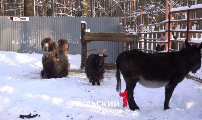 В Новомосковске живут новые "Бременские музыканты": как ослица Нина и козел Боря готовятся к зиме