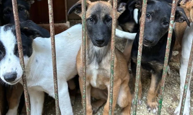 Тульский приют «Любимец» запустил благотворительную акцию «Дни стольника»