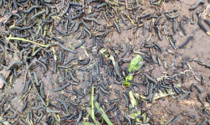 В Киреевском районе деревню Темерево атаковали чёрные гусеницы