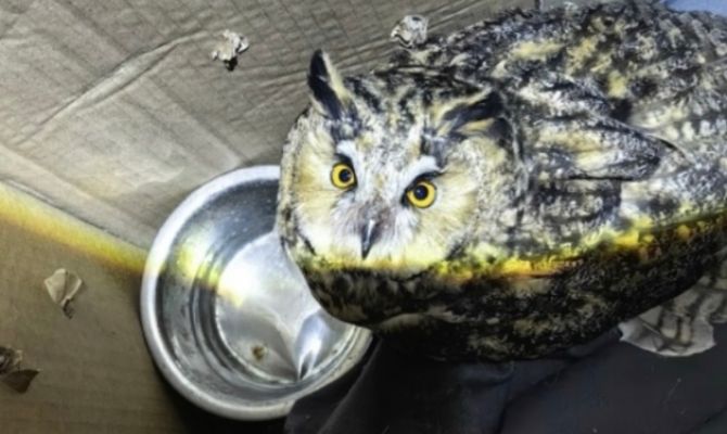 Из-за погоды в Тульской области начали гибнуть совы