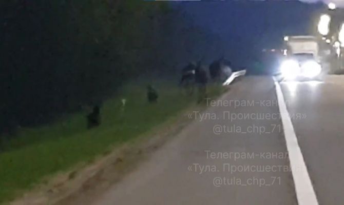 На трассе М-2 "Крым" под Тулой заметили лосят