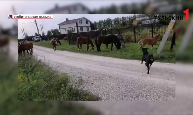 От топота копыт: в селе под Тулой табун лошадей уничтожает урожай местных жителей