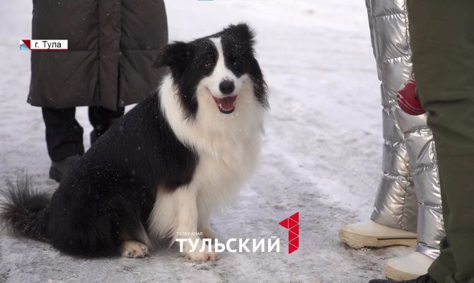 В Туле начали штрафовать владельцев собак