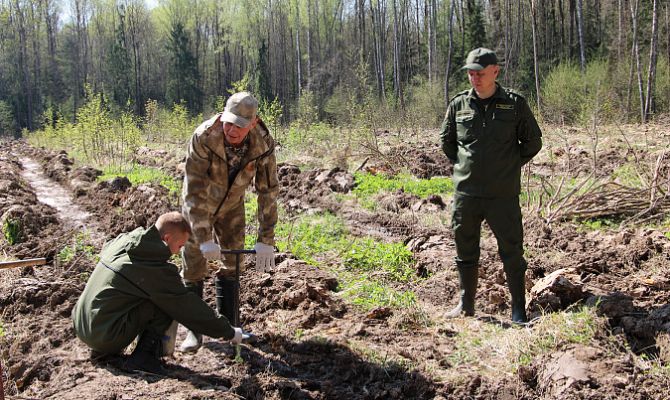 В лесном массиве под Алексином высадили 12 тысяч сеянцев ели