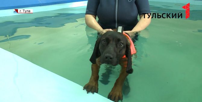 Спасательный жилет и бассейн: как собаководы готовят четвероногих к выставкам