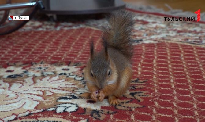Туляки спасли от смерти маленького бельчонка