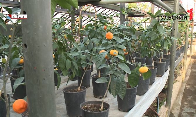 Где в Тульской области растут лимоны и мандарины