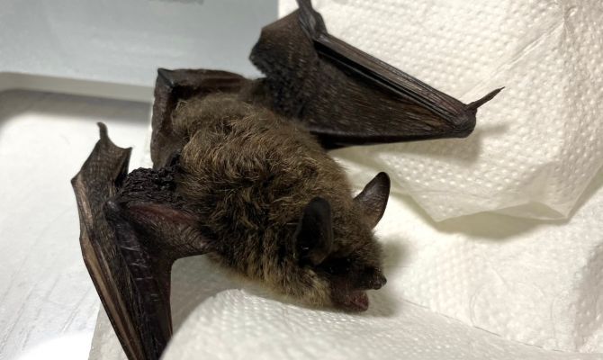 Тульские волонтеры спасли летучую мышь со сломанным крылом