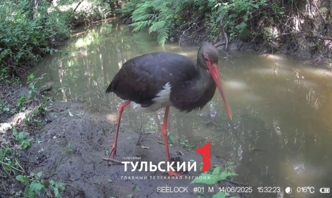 Краснокнижный аист попал в объектив фотоловушки на границе Тульской области
