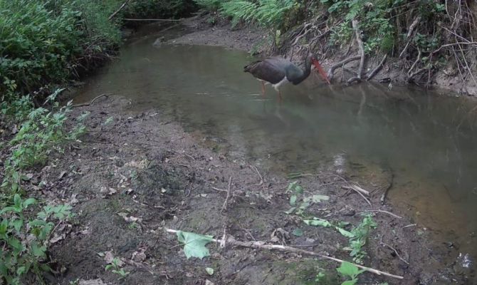 На границе Тульской области заметили краснокнижного аиста за охотой