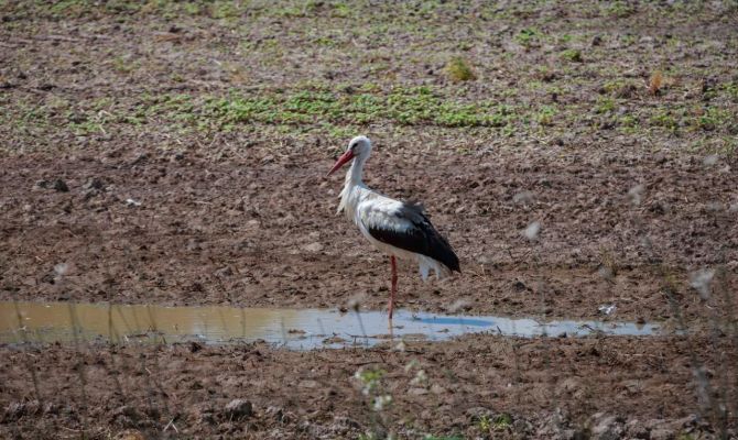 На Куликово поле прилетели аисты