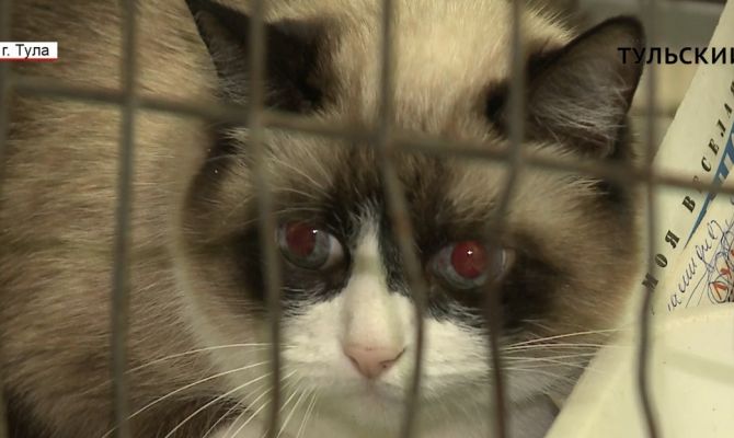 Жителей Тулы просят помочь приюту «Любимец»