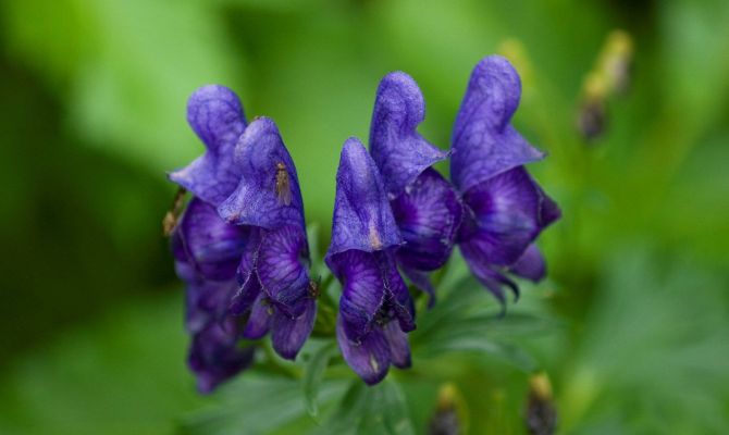Тулякам покажут яркое цветение аконита