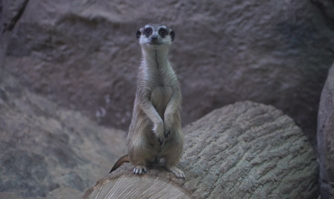 В Тульском экзотариуме подросли новорожденные сурикаты и лемуры: когда их можно увидеть