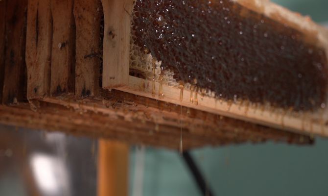 Последний взяток: как прошел медовый сезон в Тульской области и что будут делать пчеловоды до весны