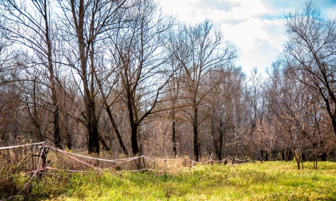 В Алексине появится лесопарковый зеленый пояс