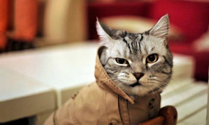 Задержан кот-нелегал, прибывший из Гонконга