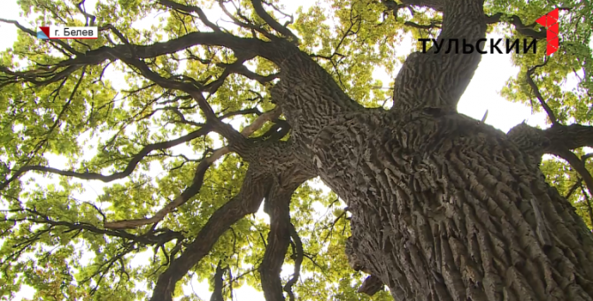 «Живой памятник» и хранитель тайн: чем славится белевский дуб