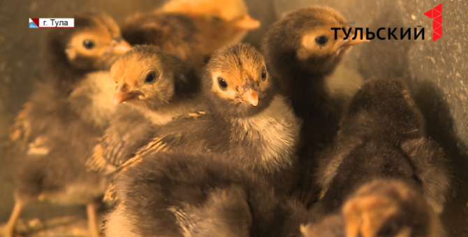 Туляк занимается разведением декоративных кур