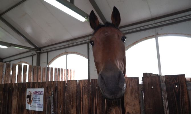 В Туле кони и пони помогают восстанавливаться детям с тяжелыми заболеваниями