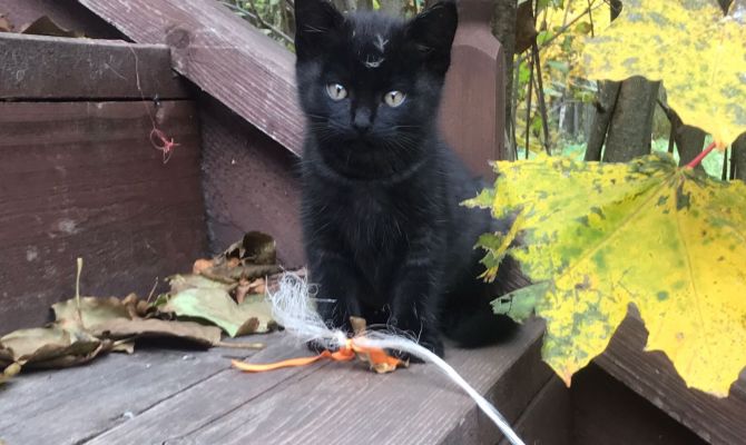 В музее-усадьбе Болотова в Заокском районе ищут дом для пяти котят