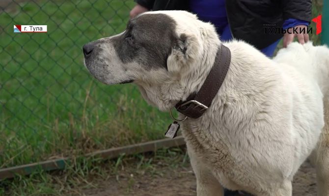 Полжизни на короткой цепи: в Туле ищут любящих хозяев для алабая по кличке Панда