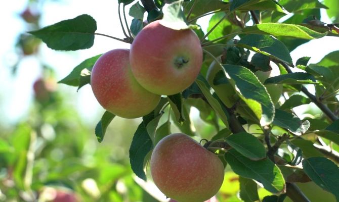В Тульской области сдвинулись сроки созревания фруктов: как это скажется на урожае
