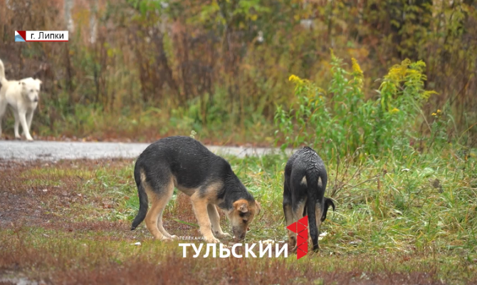 «Скулила и билась в агонии»: в Донском неизвестный травит собак на глазах детей