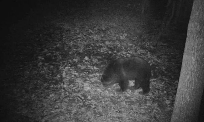 В тульских лесах живут медведи: что делать при встрече с хищником