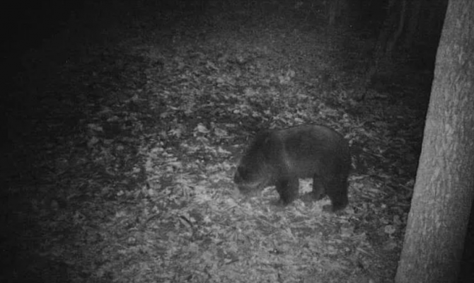 Стало известно, где в Тульской области живут медведи