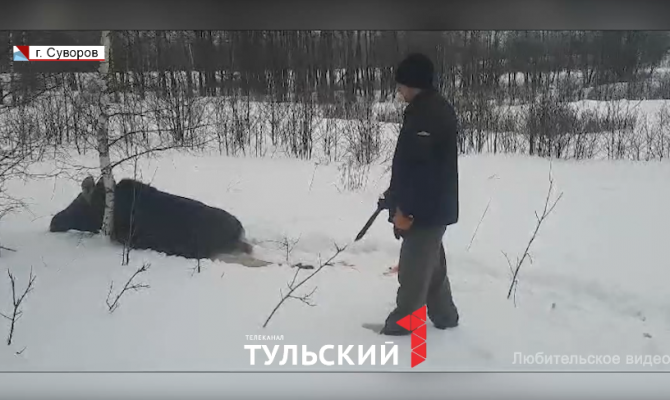 Охота на браконьеров: как в тульских лесах находят незаконных добытчиков