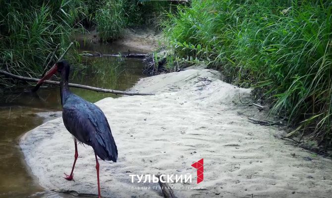 На границе Тульской и Калужской областей заметили черного аиста