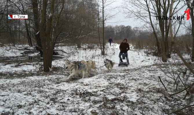 Вместо тройки лошадей: под Тулой устраивают массовые катания на собачьих упряжках